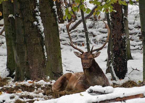 Odpočívam,nevyrušuj ! Obiď z ľava !