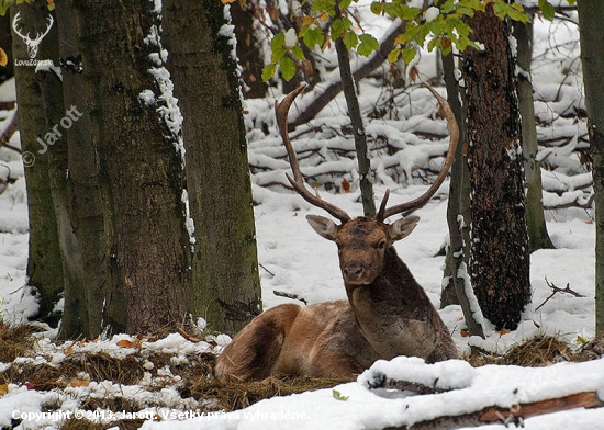 Odpočívam,nevyrušuj ! Obiď z ľava !