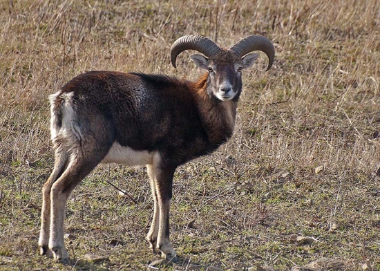 ahóóój