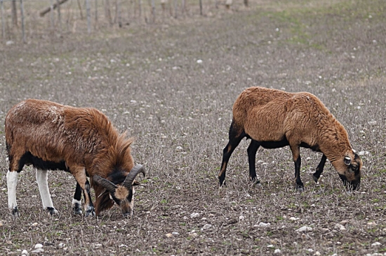 ovca kamerunska - domaca  (Ovis aries)