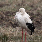 Aspoň si zobák zohrejem?