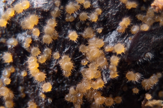 pilovník  Lasiobolus sp.