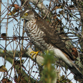 jastrab krahulec (Accipiter nisus )