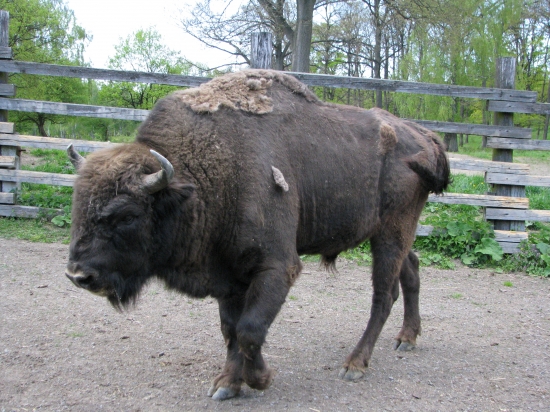 Zubria obora (zubor býk)