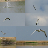 Rybárik (pekne lovi)