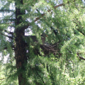 Holub hrivnák na hniezde