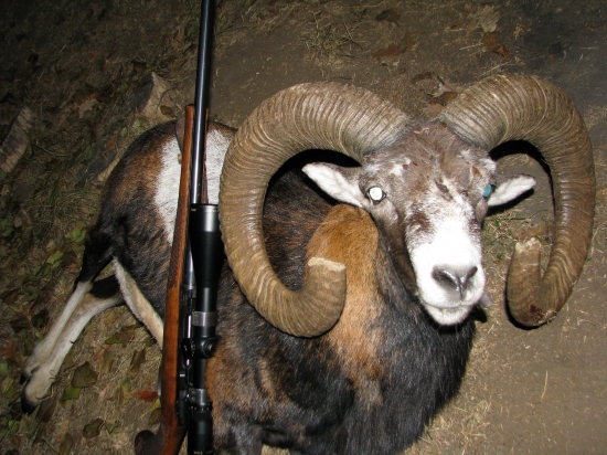 Kamaratov asi (zlaty)