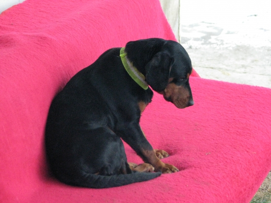 Takto vyzerá kamarátová Cora ,,po dohladavke diviaka