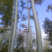 Letný deň ponorený v hmle