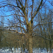 Starec medzi mládežou