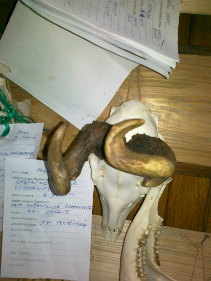 Srnčia rarita z chov.prehl.