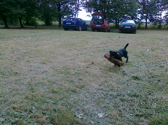 Dobrá škola na líšku