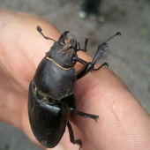 Lucanus cervus-samička