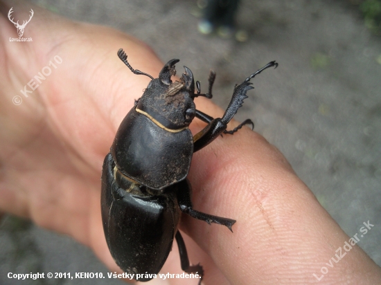Lucanus cervus-samička