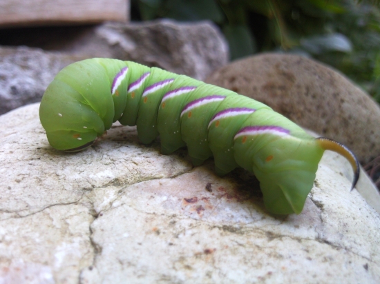 Húsenka lišaja orgovánového-Sphinx ligustri