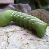 Húsenka lišaja orgovánového-Sphinx ligustri