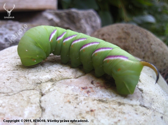 Húsenka lišaja orgovánového-Sphinx ligustri