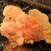 Laetiporus sulphureus