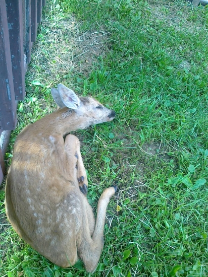 Po zrážke s autom a ...