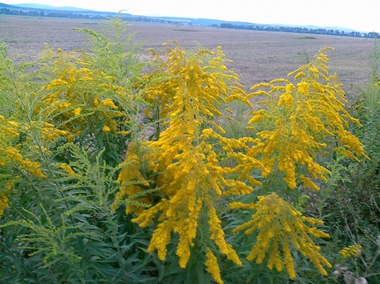 Zlatobyľ obrovská-Solidago gigantea