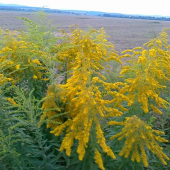 Zlatobyľ obrovská-Solidago gigantea