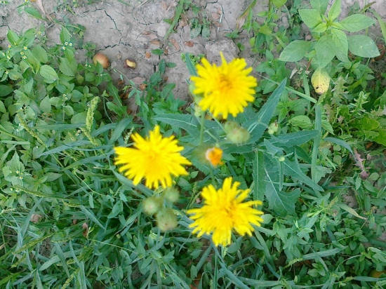Mlieč roľný-Sonchus arvensis