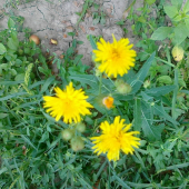Mlieč roľný-Sonchus arvensis