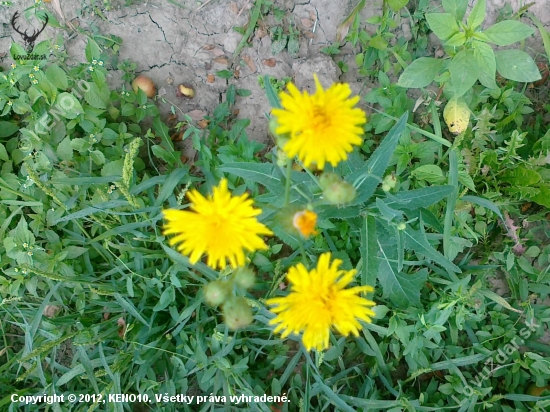 Mlieč roľný-Sonchus arvensis