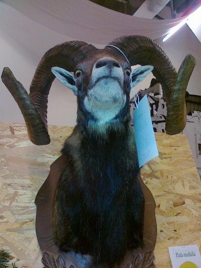 Najlepšie trofeje-4