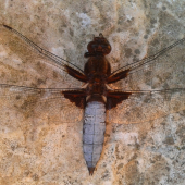Libellula depressa