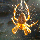 Araneus diadematus