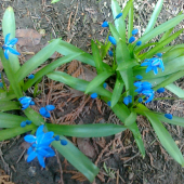 Scila sibirica