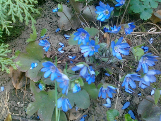 Pečeňovník trojlaločný-Hepatica nobilis