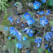 Pečeňovník trojlaločný-Hepatica nobilis