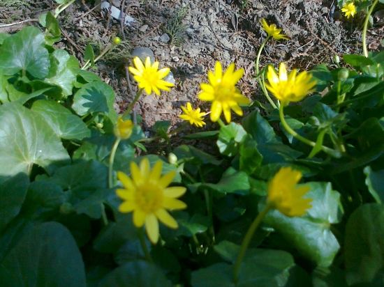 Blyskáč jarný-Ficaria verna