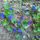 Viola odorata