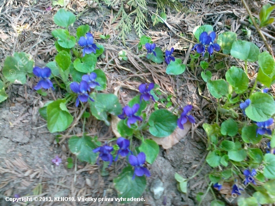 Viola odorata