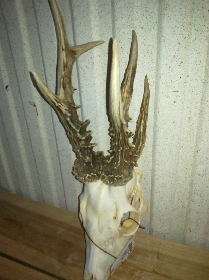 Z môjho revíru-1  112,00 b.