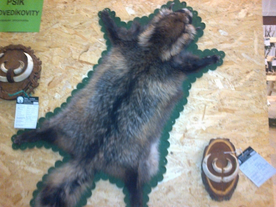 Psík medv.