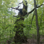 Strašidlo