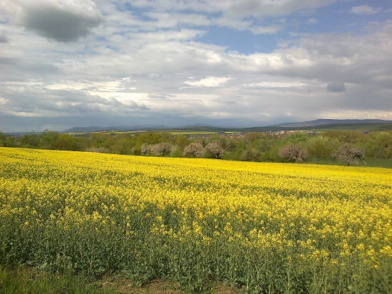 V čase kvitnutia