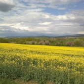 V čase kvitnutia