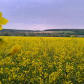 Letná