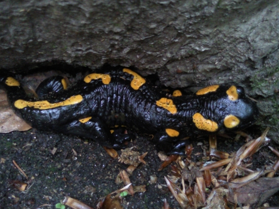 Salamandra