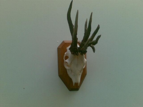 Srnec-štrnastorák 2.foto