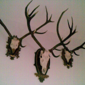 Trofeje zo Stropkova