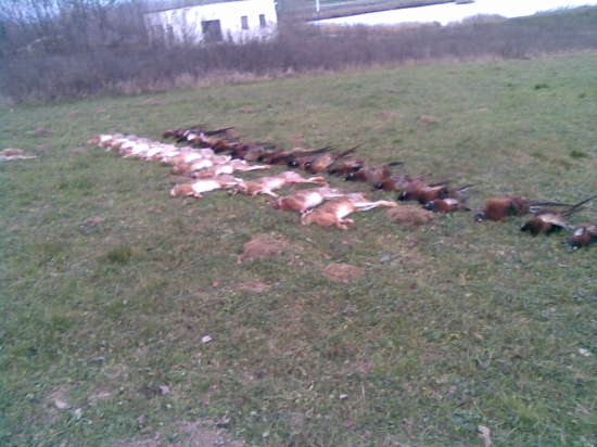 Výrad