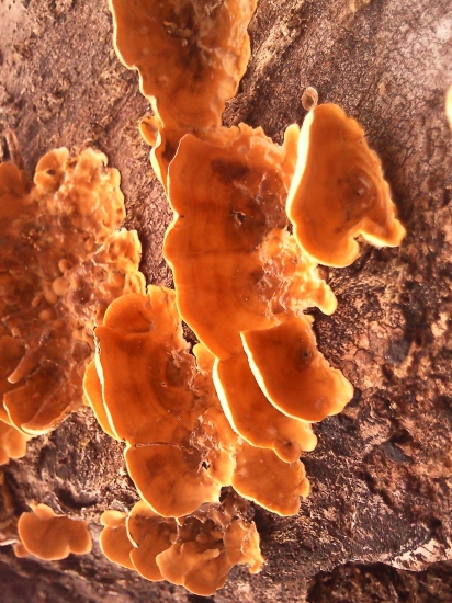 Parazit či ozdoba ...