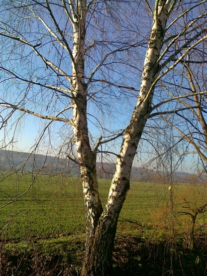 Dvojičky