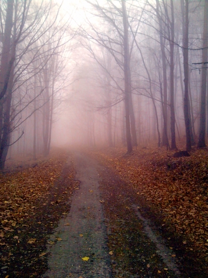 Lesná cesta ...